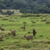 horton-plains-national-park