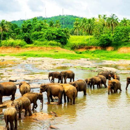 Pinnawala Elephant Orphanage - 3 day tour Sri Lanka