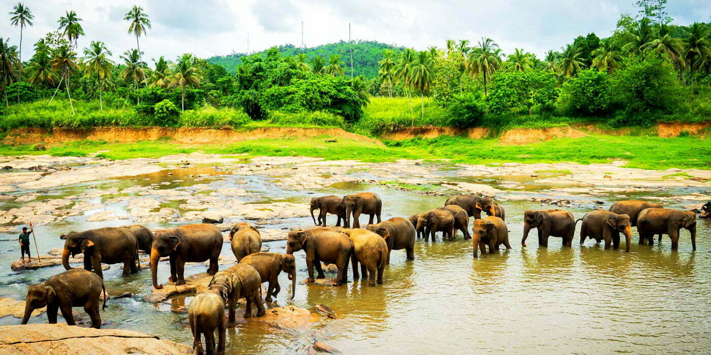 Pinnawala Elephant Orphanage - 3 day tour Sri Lanka