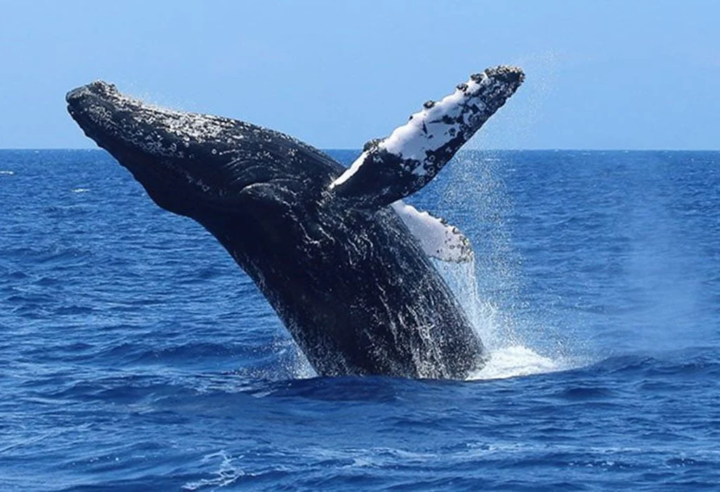 whale watching mirissa Sri Lanka 8 Days Tour Package