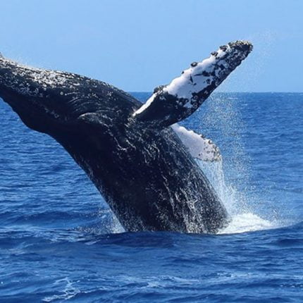 whale watching mirissa Sri Lanka 8 Days Tour Package