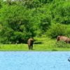 udawalawe-safari-sri-lanka-economy-tours