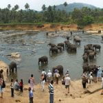 Pinnawala Elephant Orphanage - Sri Lanka Economy Tours