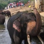 Pinnawala Elephant Orphanage - Sri Lanka Economy Tours