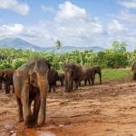 Pinnawala Elephant Orphanage - Sri Lanka Economy Tours