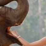 Pinnawala Elephant Orphanage - Sri Lanka Economy Tours