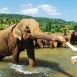 Pinnawala Elephant Orphanage - Sri Lanka Economy Tours