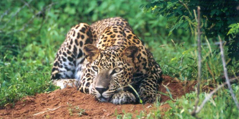 Udawalawe-National-Park-Safari-4