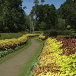Peradeniya Royal Botanical Garden Sri Lanka Economy Tours