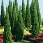 Peradeniya Royal Botanical Garden Sri Lanka Economy Tours