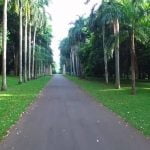 Peradeniya Royal Botanical Garden Sri Lanka Economy Tours