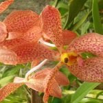 Peradeniya Royal Botanical Garden Sri Lanka Economy Tours