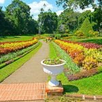 Peradeniya Royal Botanical Garden Sri Lanka Economy Tours