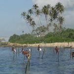 Stilt Fishermen at Koggala - Sri Lanka Economy Tours