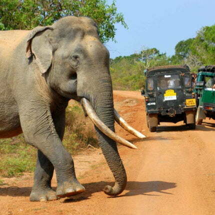 Yala Safari Sri Lanka Day Tour Packages