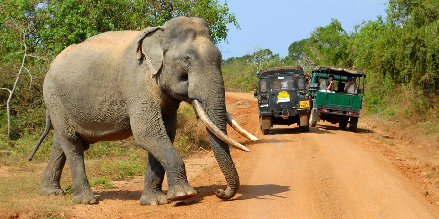 Yala Safari Sri Lanka Day Tour Packages
