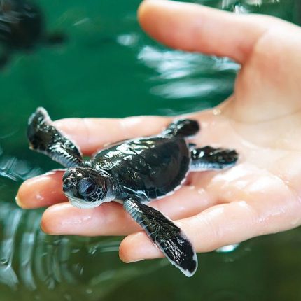 3 Days in Sri Lanka (Budget Tour Package) Sri Lanka Economy Tours - Koggala Turtle Farm
