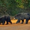 yala-safari-srilanka-economy-tours