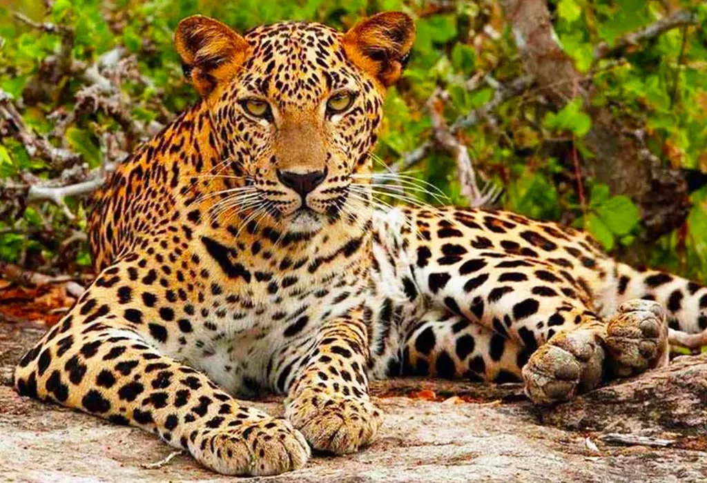 Lanka Tour Experts: Best Travel Agency in Sri Lanka 1 Yala Safari Day Tour from Galle: An Exciting Wildlife Adventure