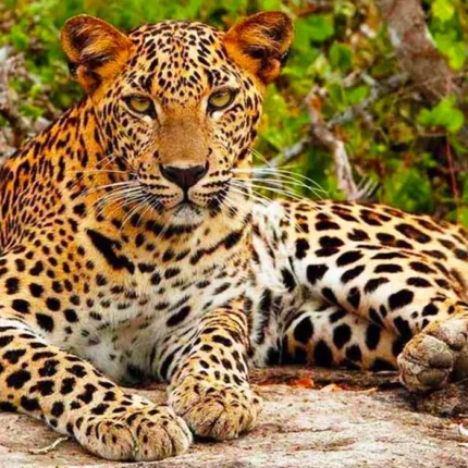 Yala Safari Day Tour from Galle: An Exciting Wildlife Adventure