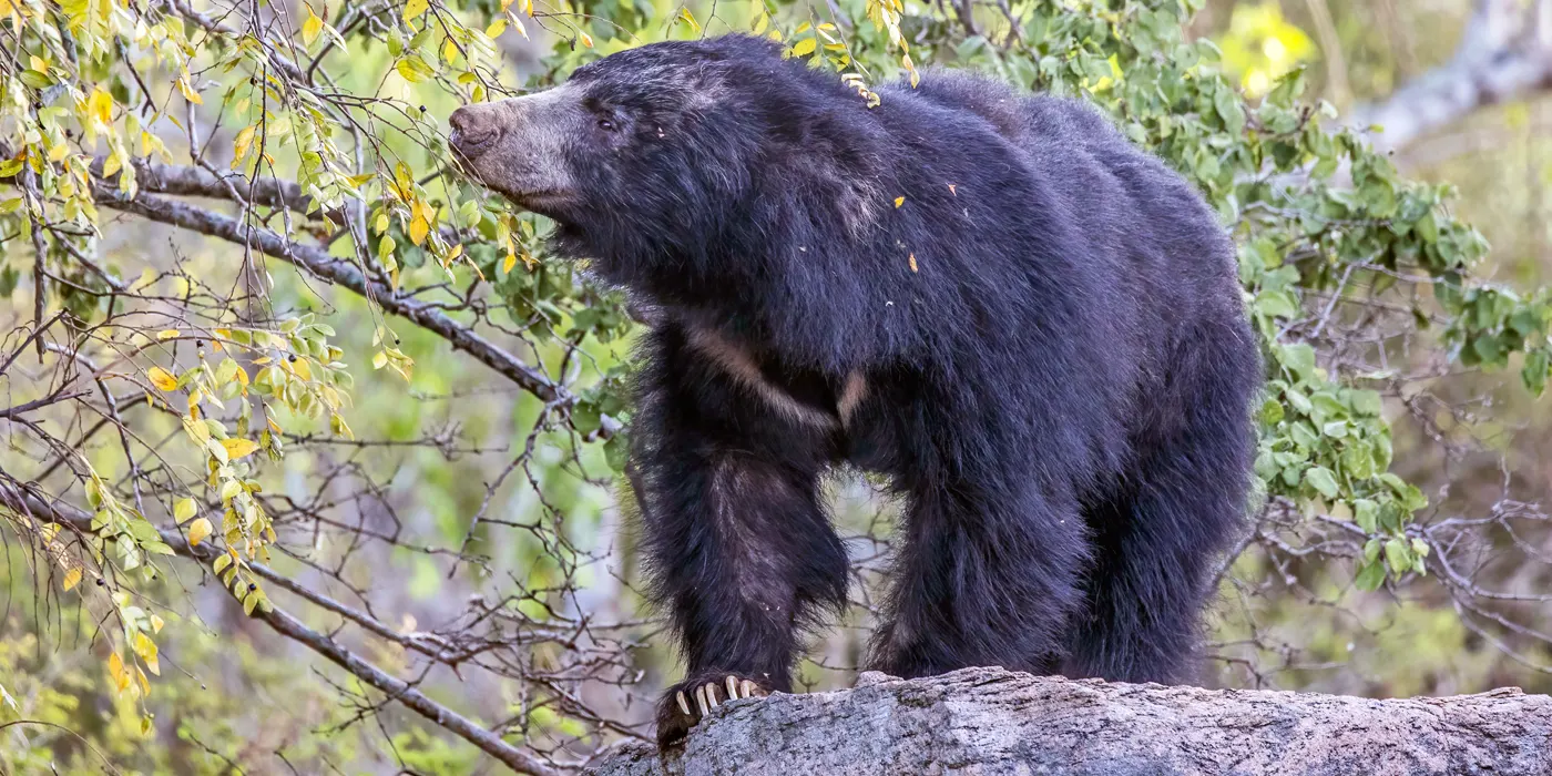 sri lankan sloth bear 1