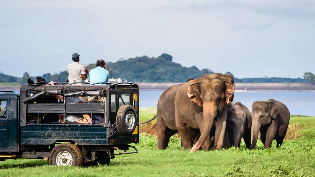 Yala Safari Lanka Tour Experts