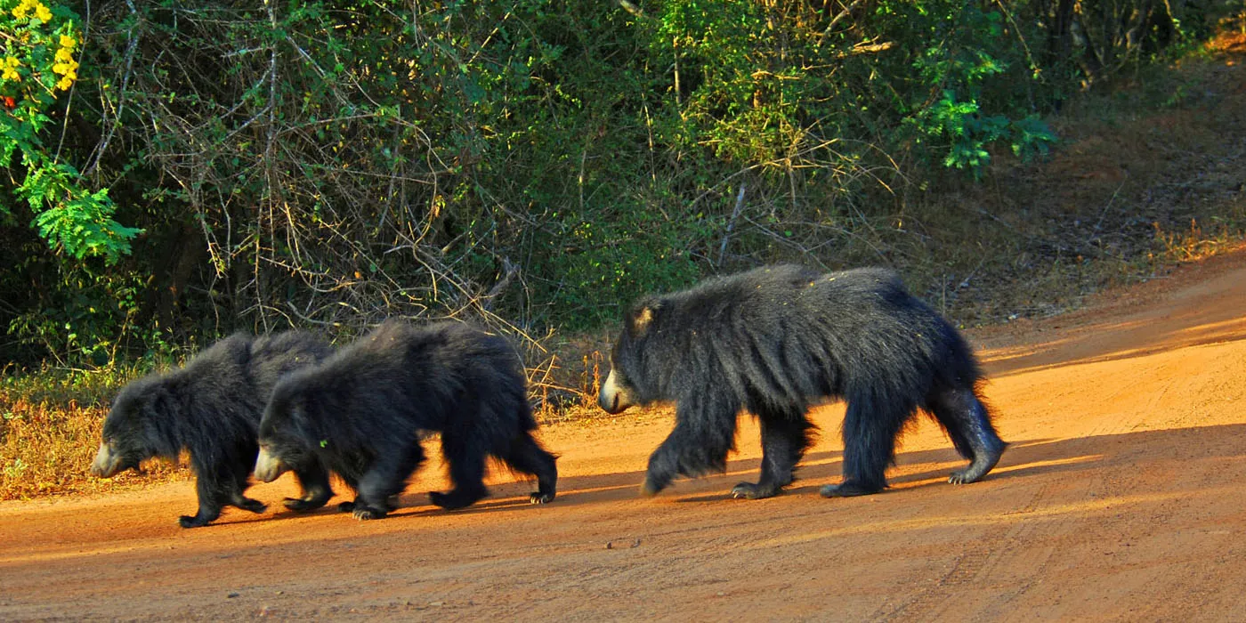 Sri Lankan Sloth Bear: Habitat, Behavior, and Where to Find