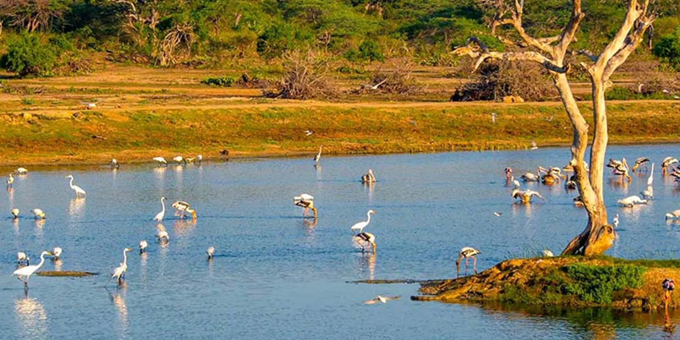 Bird watching in Bundala National Park