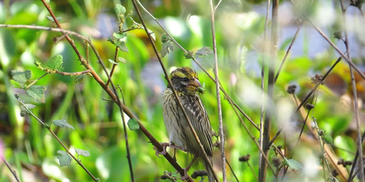 Bird Watching Wasgamuwa National Park Safari