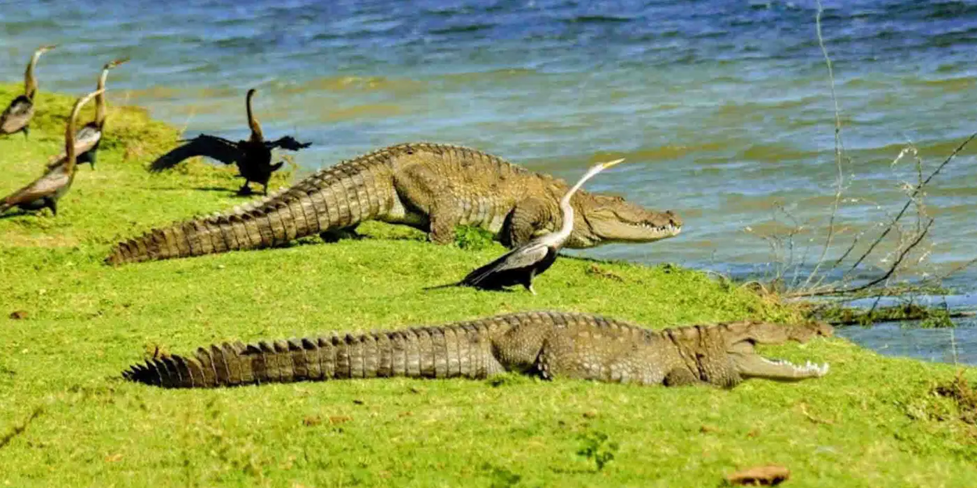 Crocodiles in Bundala National Park