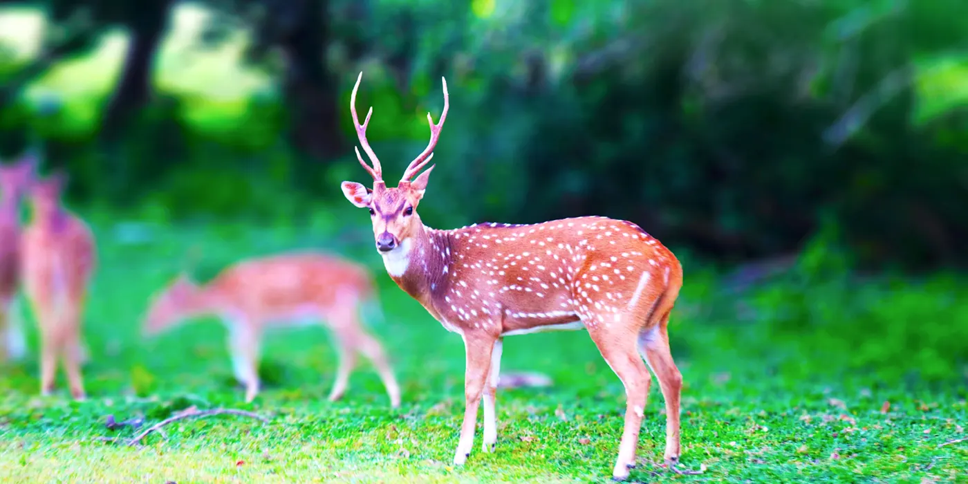 Deer in Kumana National Park