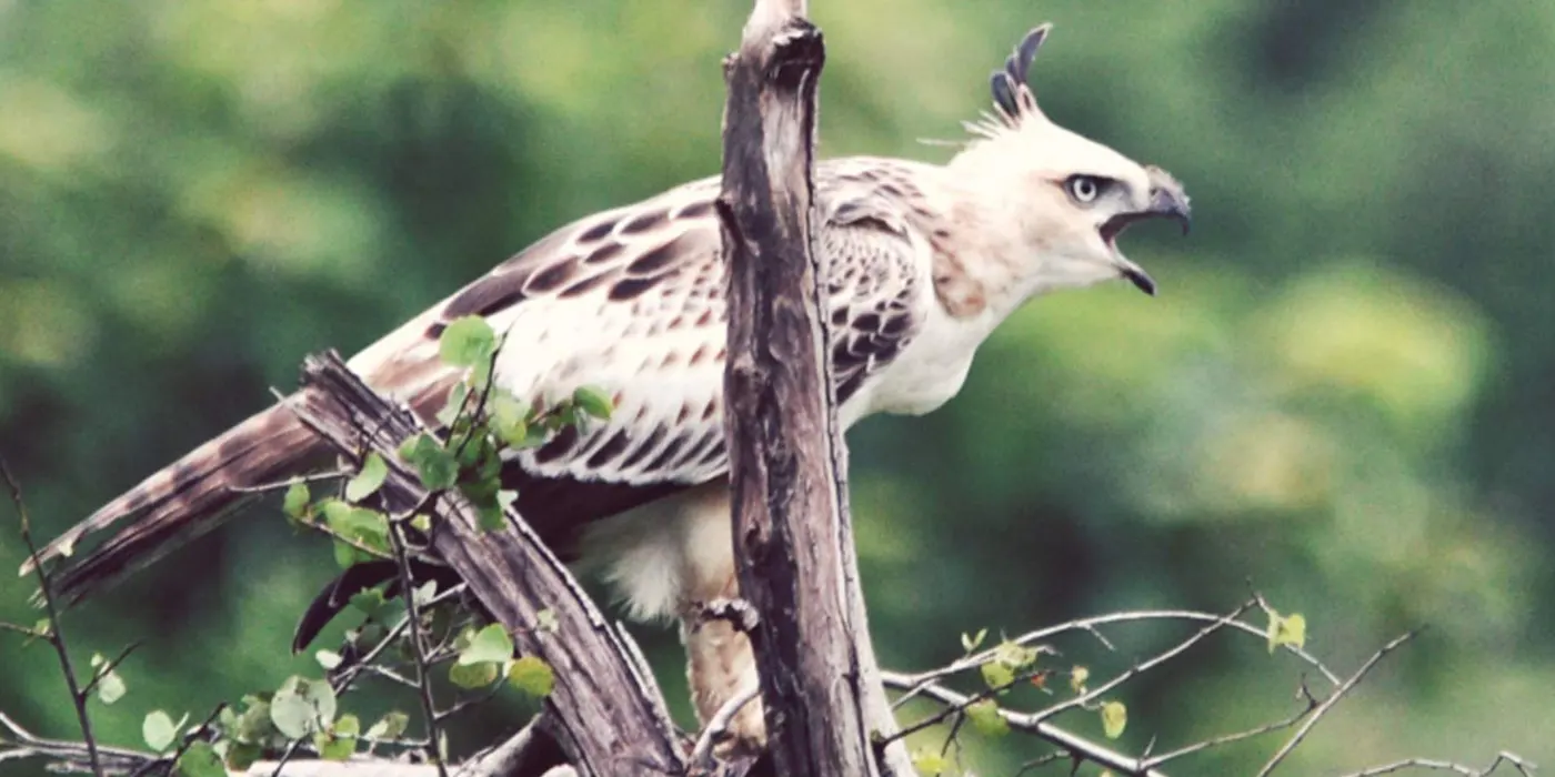 Eagle in Udawalawe National Park