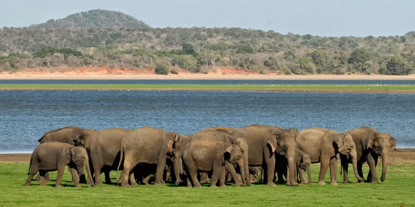 Elephants Gathering in Minneriya National Park