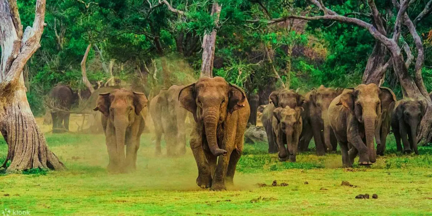 Elephants in Udawalawe National Park