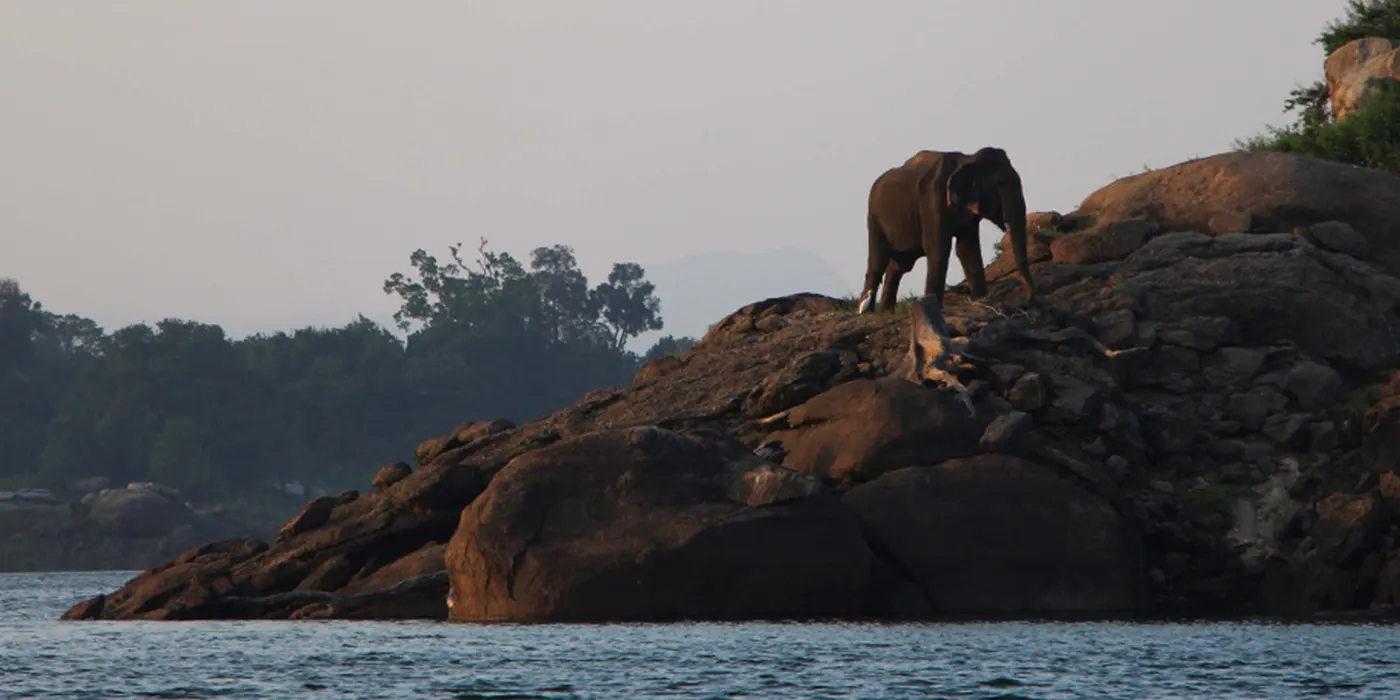 Elephant in Gal Oya National Park