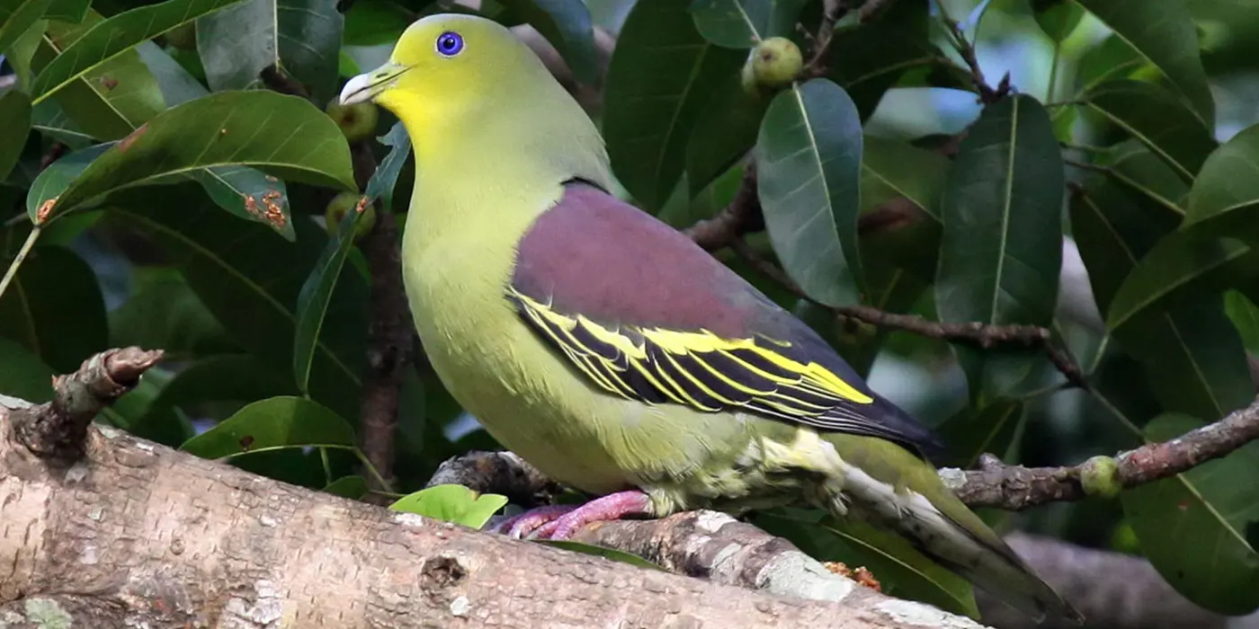 Green Pigeon in Kaudulla National Park