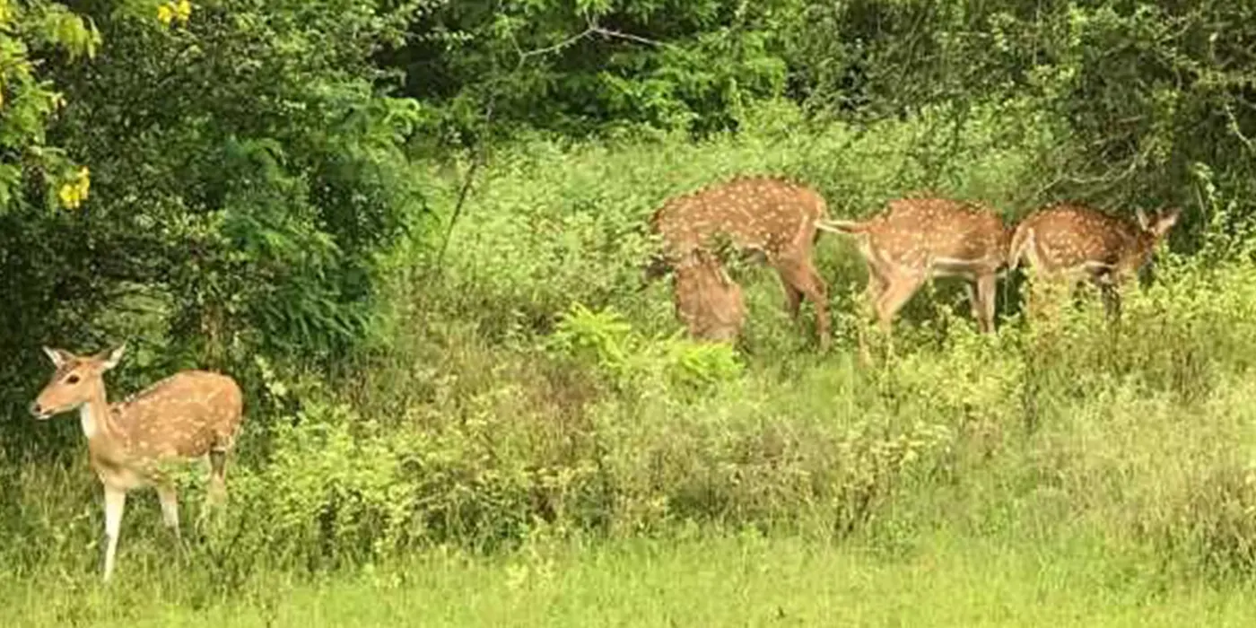 Lahugala National Park