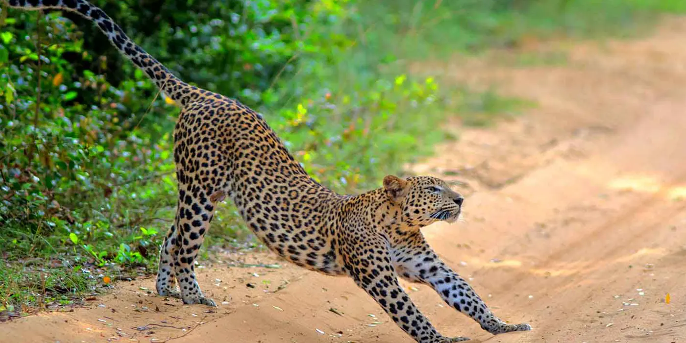 Leopard in Wilpattu National Park Safari