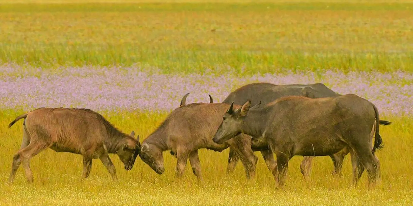 Maduru Oya National Park Safari