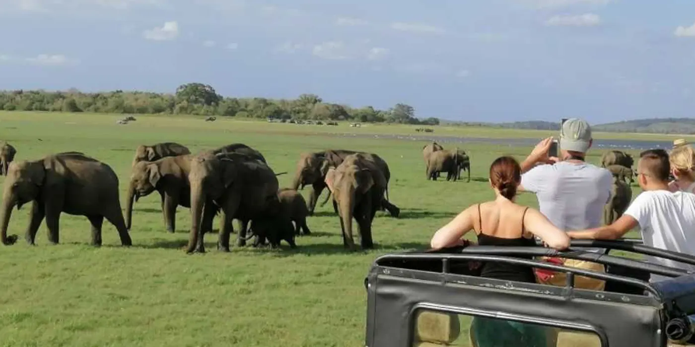 Minneriya National Park Safari