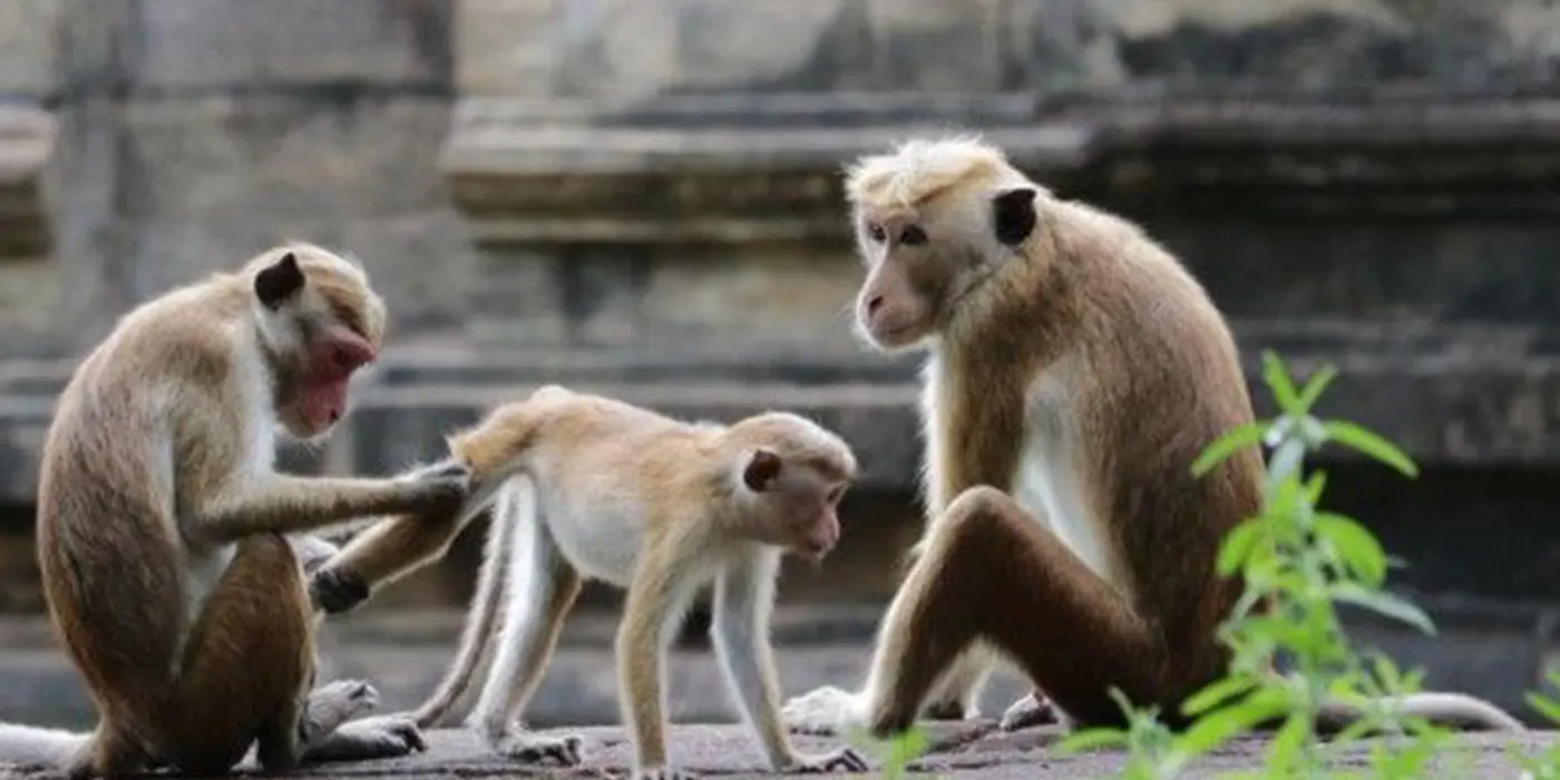 Monkeys in Hurulu Eco Park