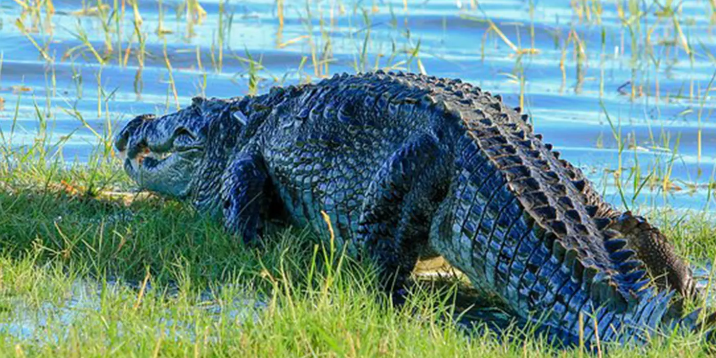 Mugger Crocodile in Bundala National Park