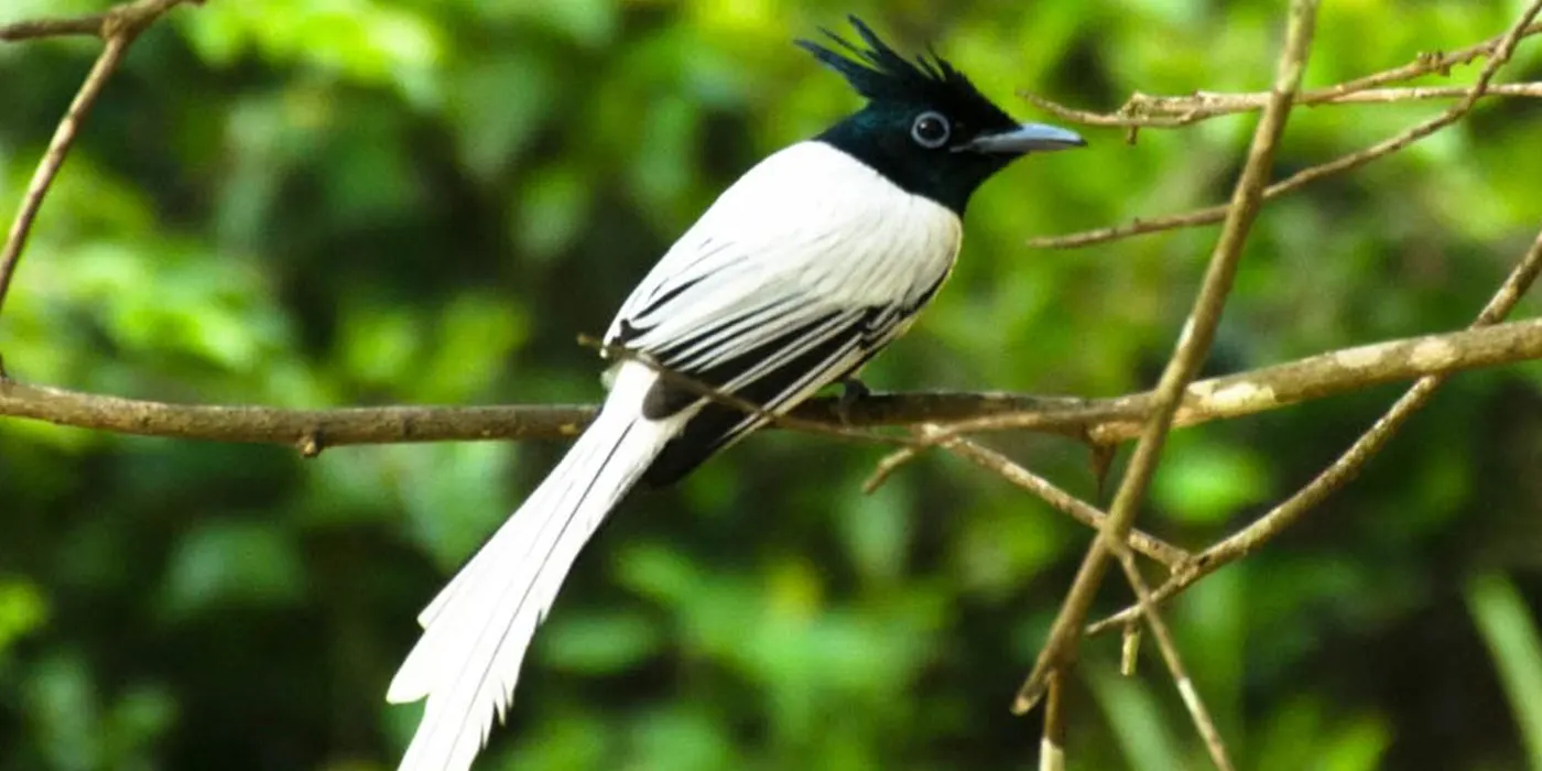 Paradise Flycatcher at Wilpattu National Park