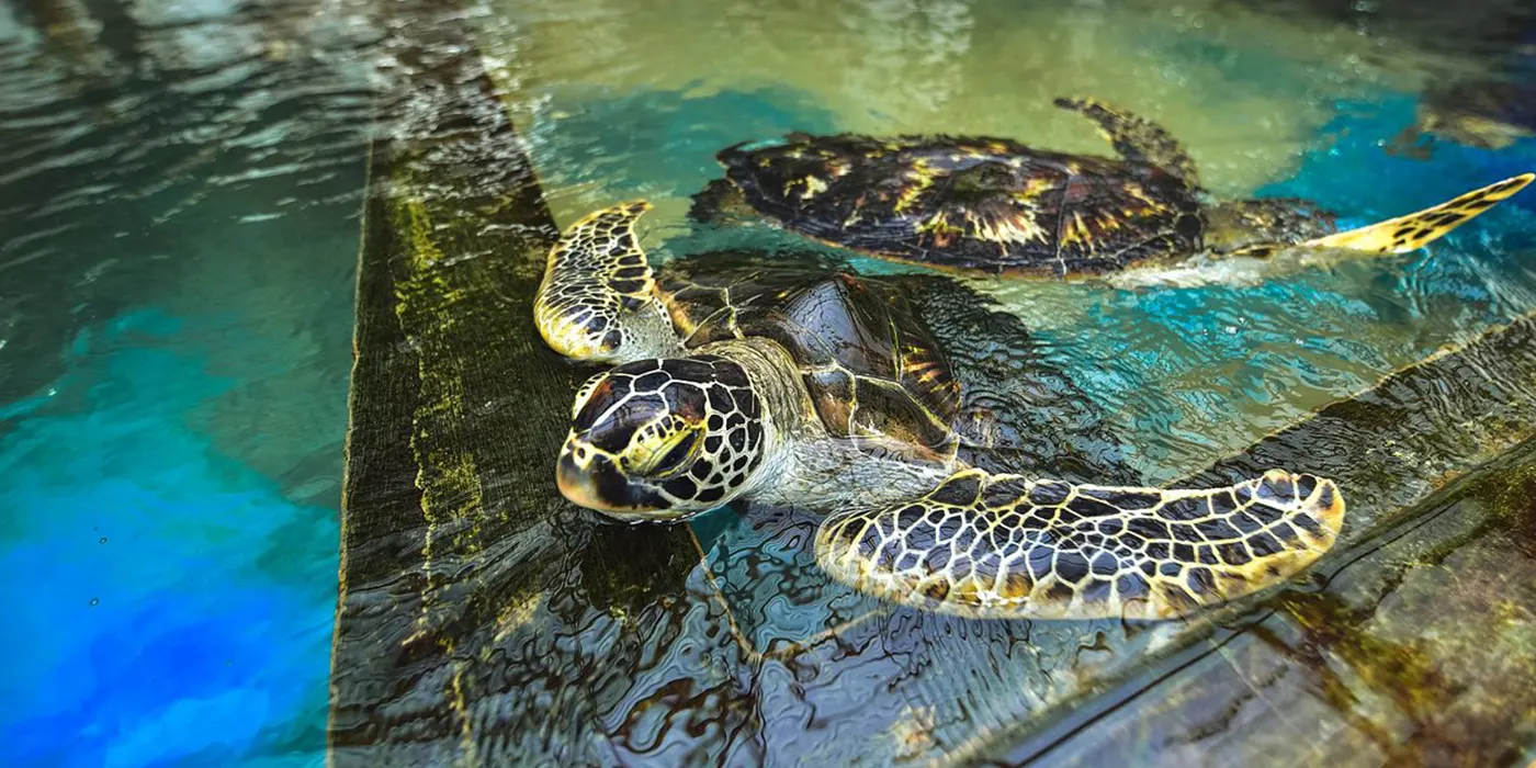 Sea Turtle Farm and Hatchery