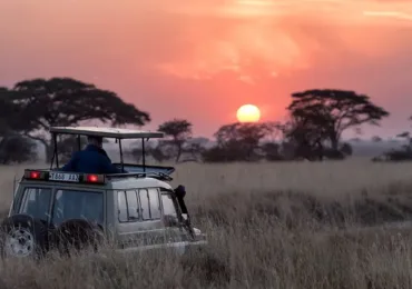 Sri Lanka Wildlife Safari: An Unforgettable Journey into the Heart of Nature