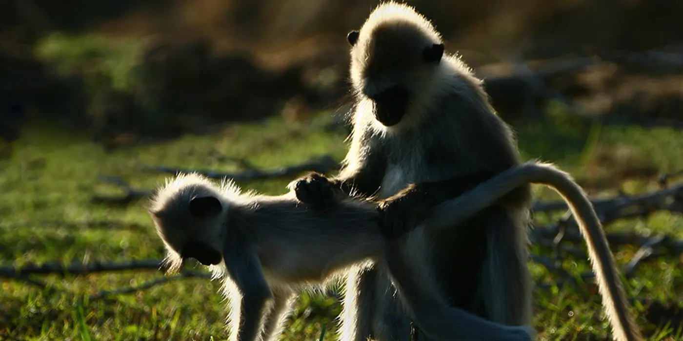 Sri Lankan Monkeys