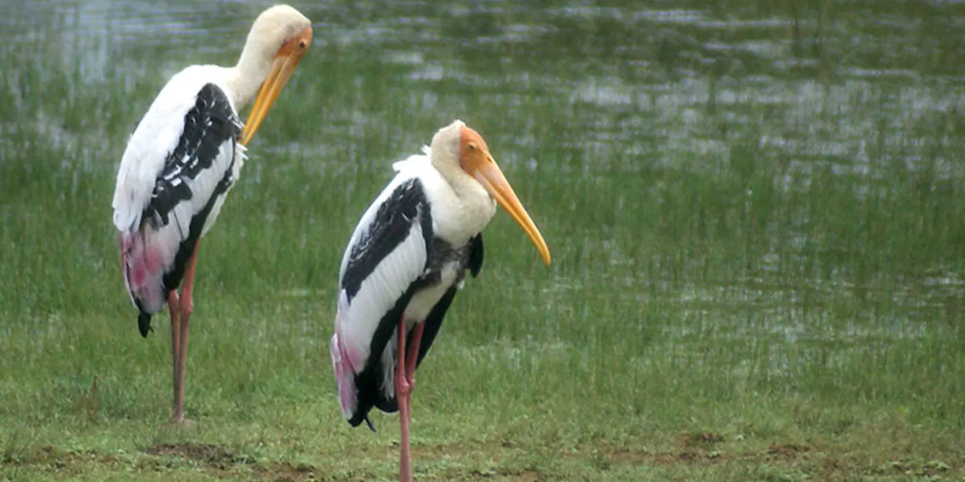 The Sri Lankan Painted Stork is a large wading bird found in Yala National Park