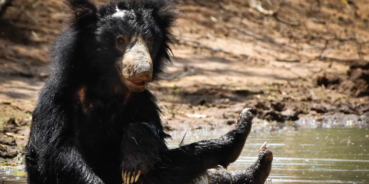 Sri Lanka Sloth Bear in Water 