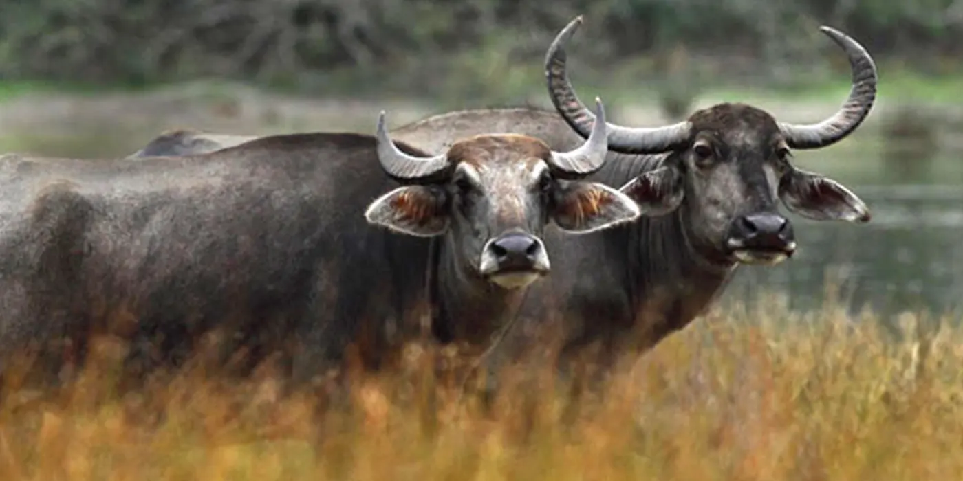 Sri Lankan Water Buffalos 