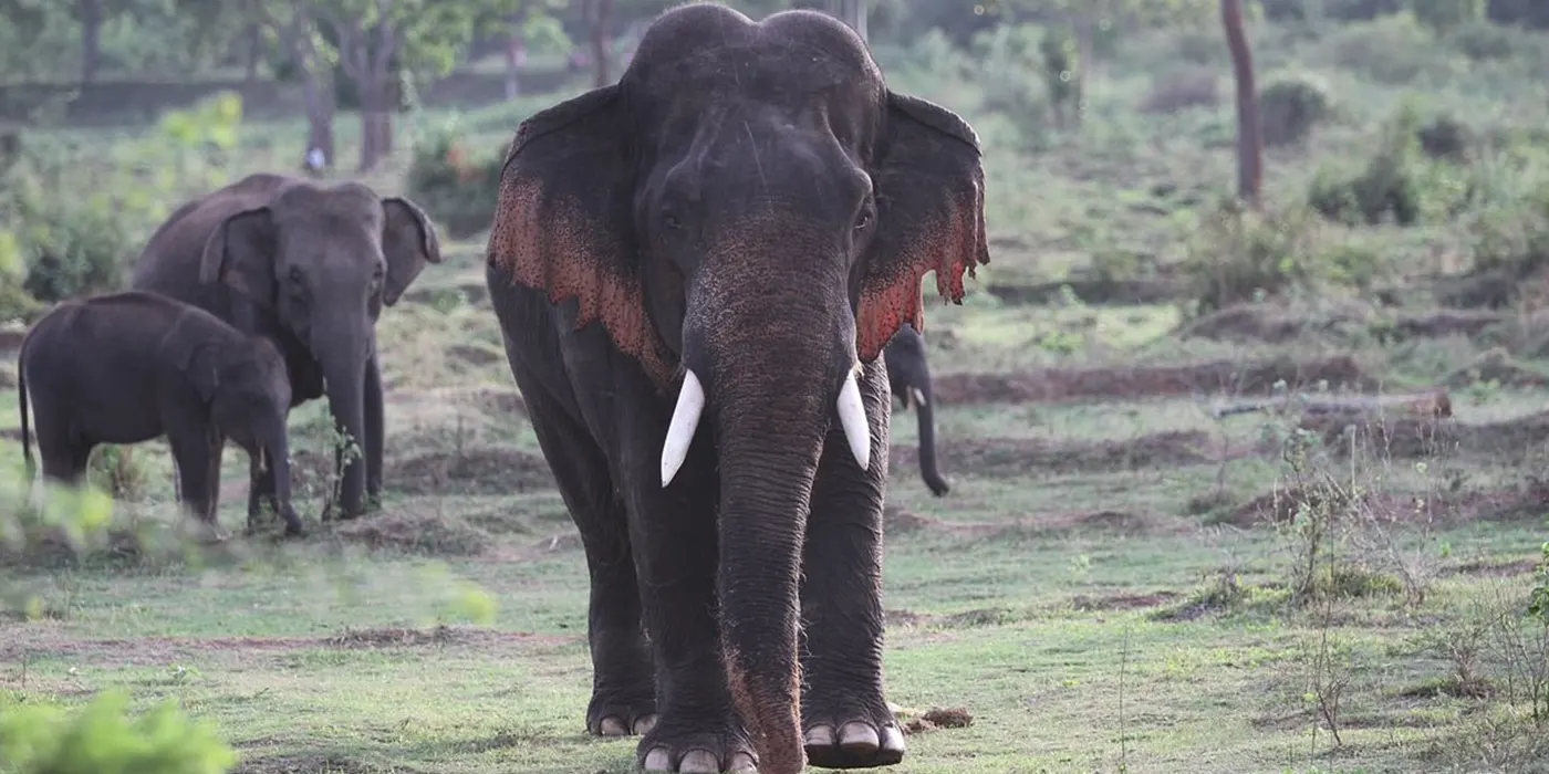 Tusker in Kala Wewa National Park